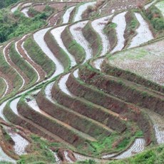 Dragon's Backbone rice terraces